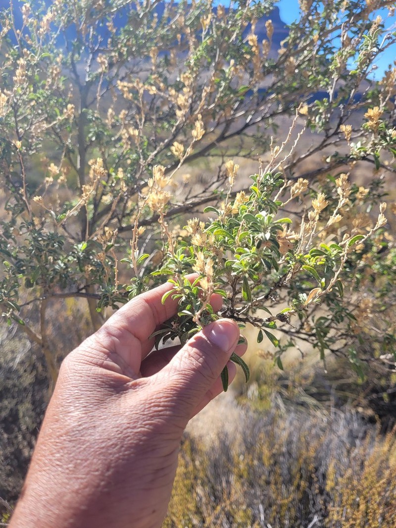 Psoralea arborescens photo 2
