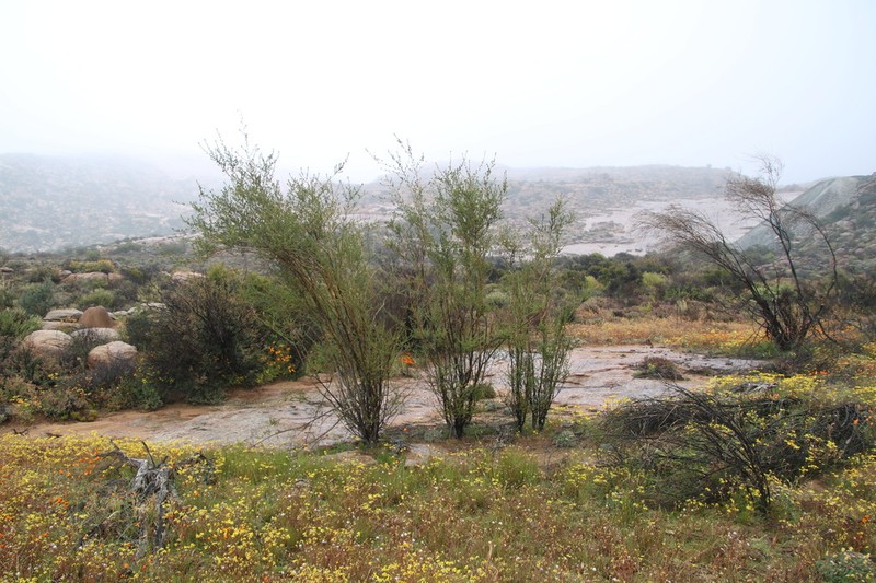 Psoralea arborescens photo 3