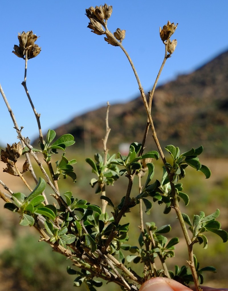 Psoralea arborescens photo 4