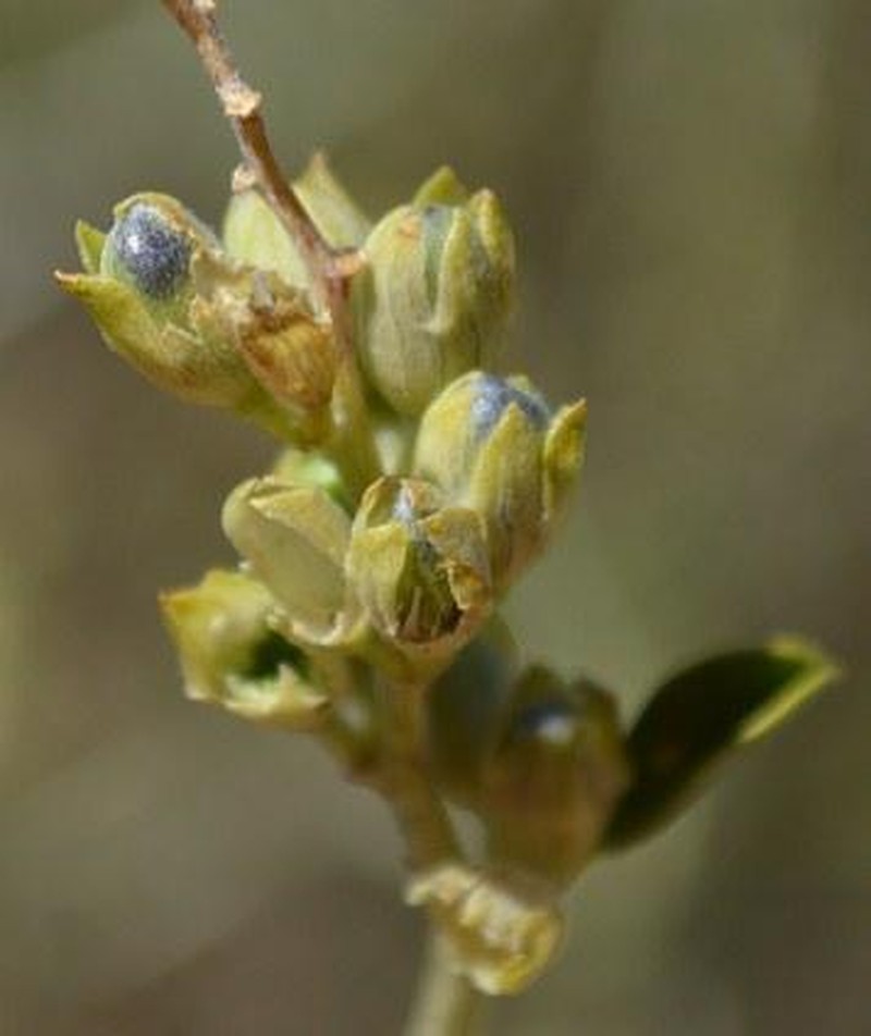 Psoralea arborescens photo 5