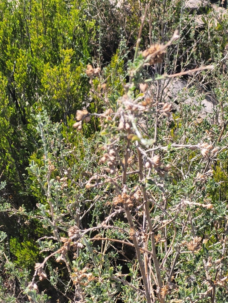 Psoralea arborescens photo 6