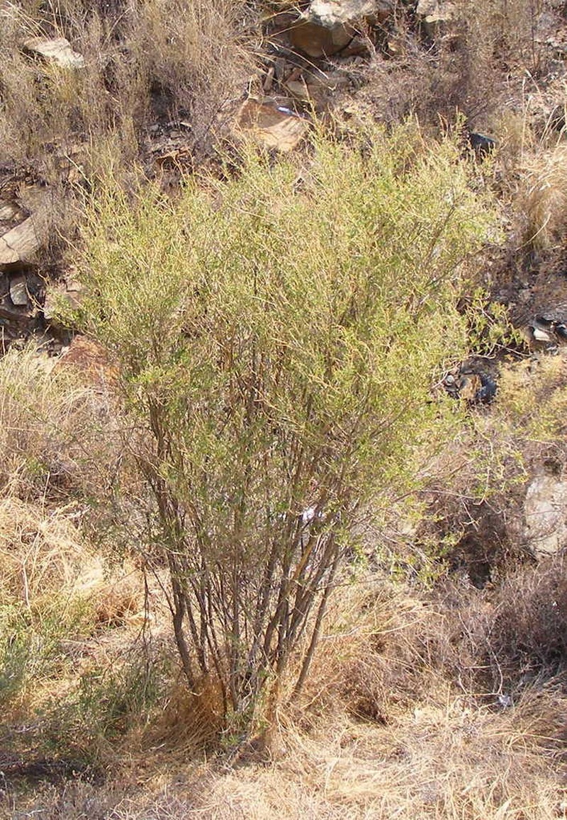 Psoralea arborescens photo 7
