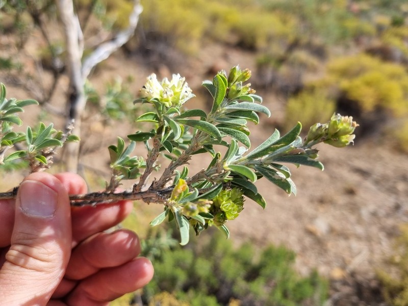 Psoralea arborescens photo 8