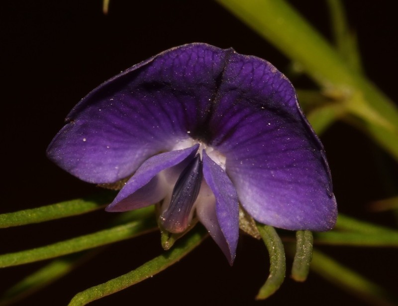 Psoralea azuroides photo 2