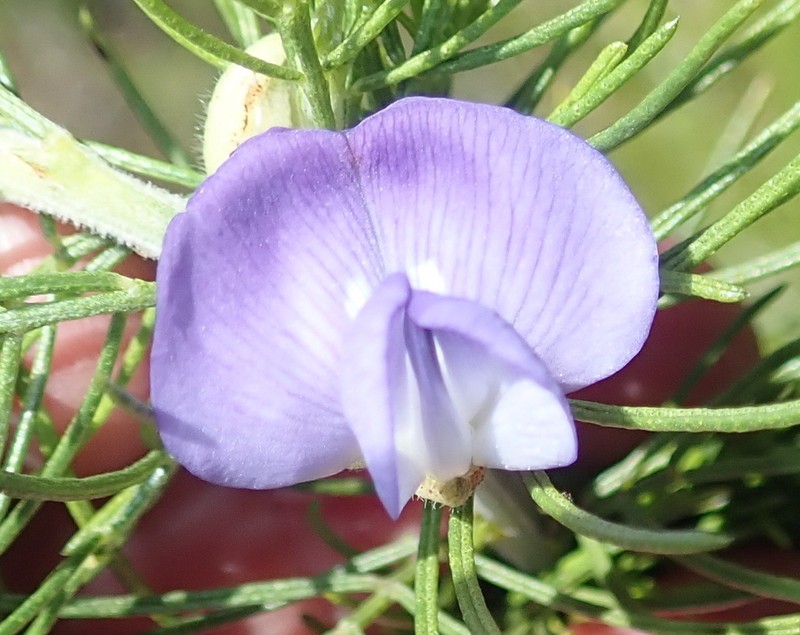 Psoralea azuroides photo 3