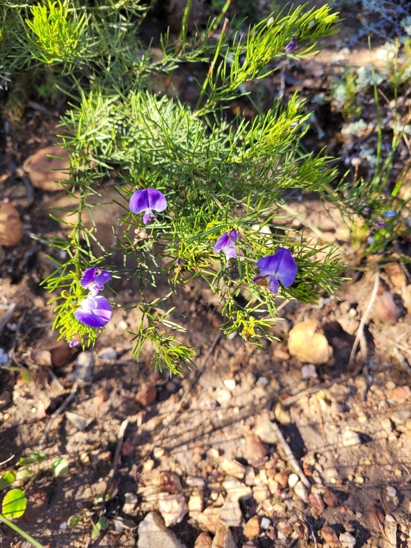 Psoralea azuroides photo 4