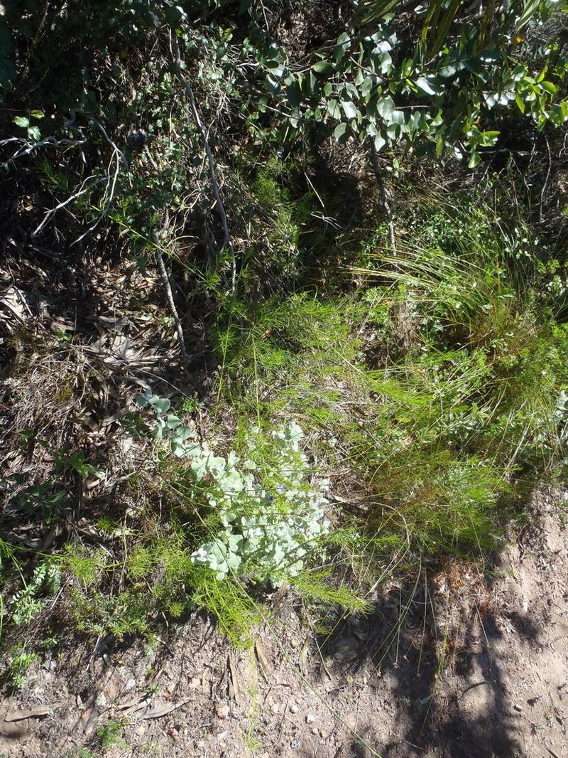 Psoralea azuroides photo 5
