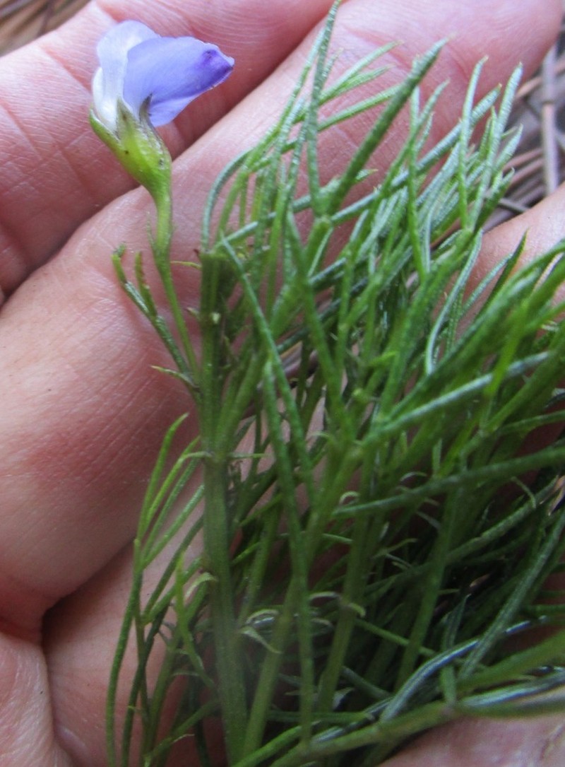 Psoralea azuroides photo 6