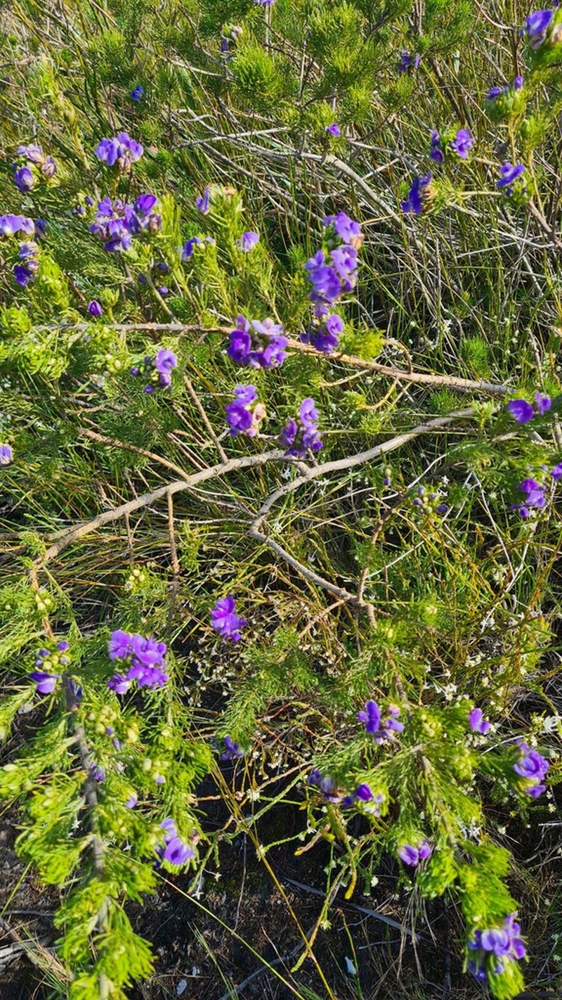 Psoralea azuroides photo 7