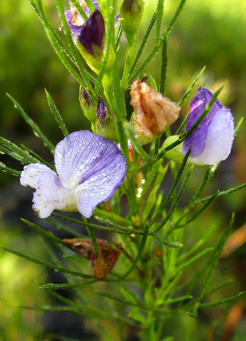 Psoralea azuroides photo 8