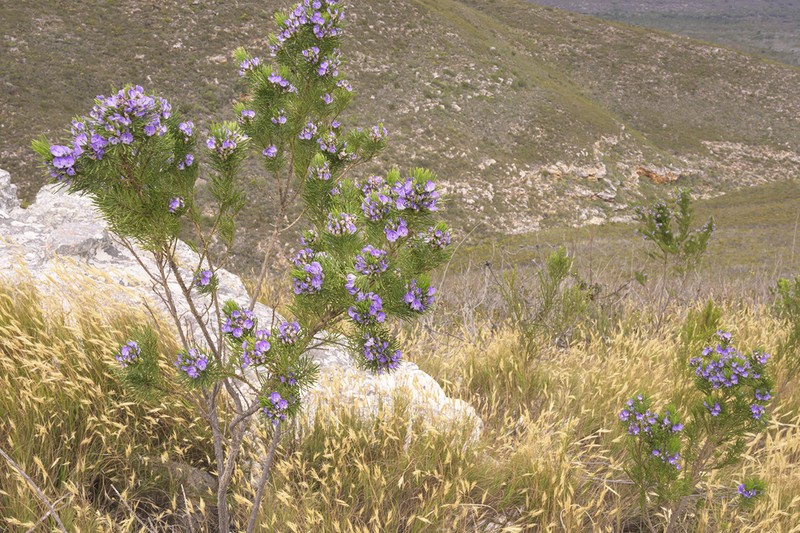 Psoralea brilliantissima