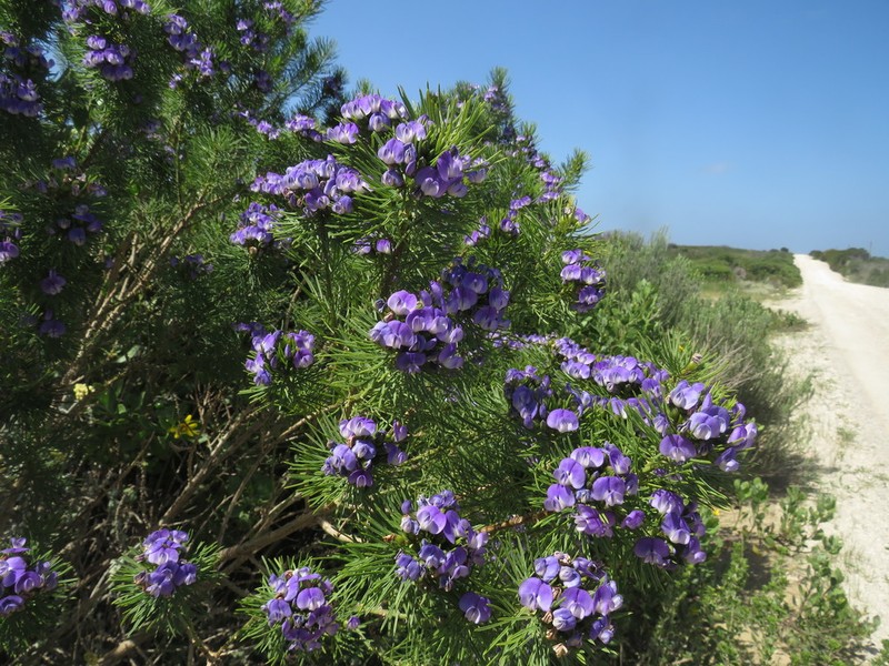 Psoralea brilliantissima photo 2