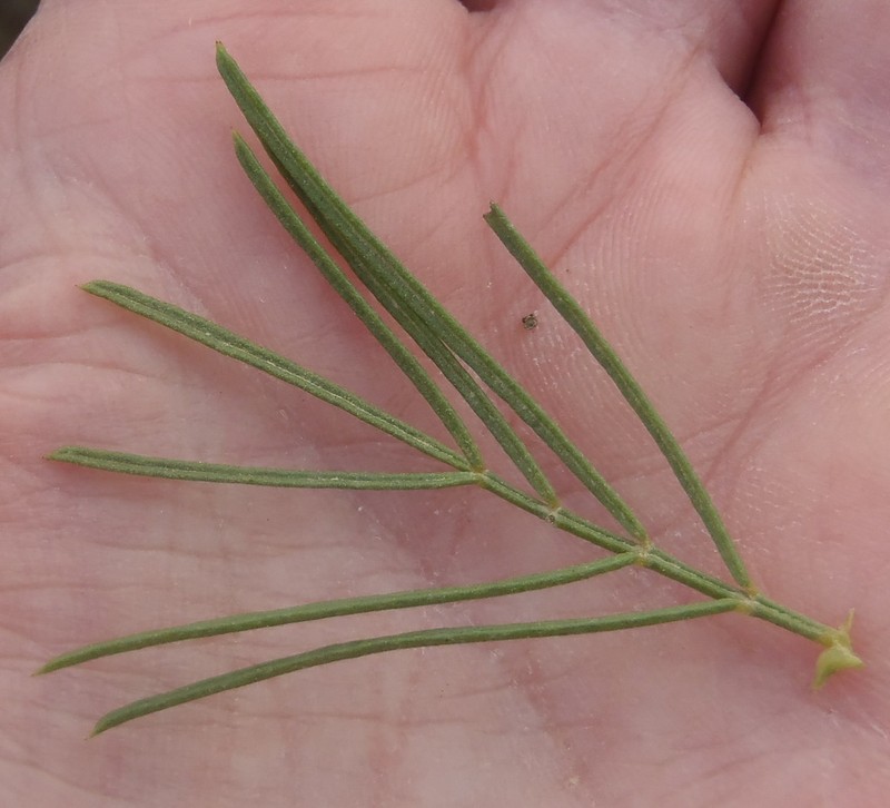 Psoralea brilliantissima photo 3