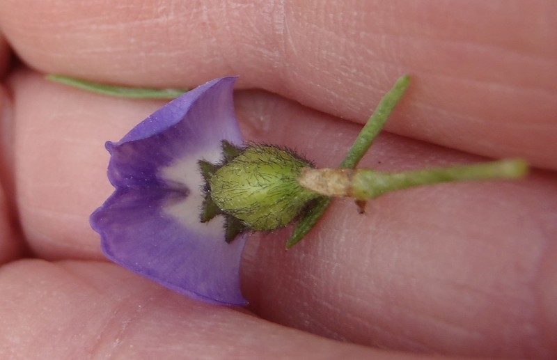 Psoralea brilliantissima photo 4