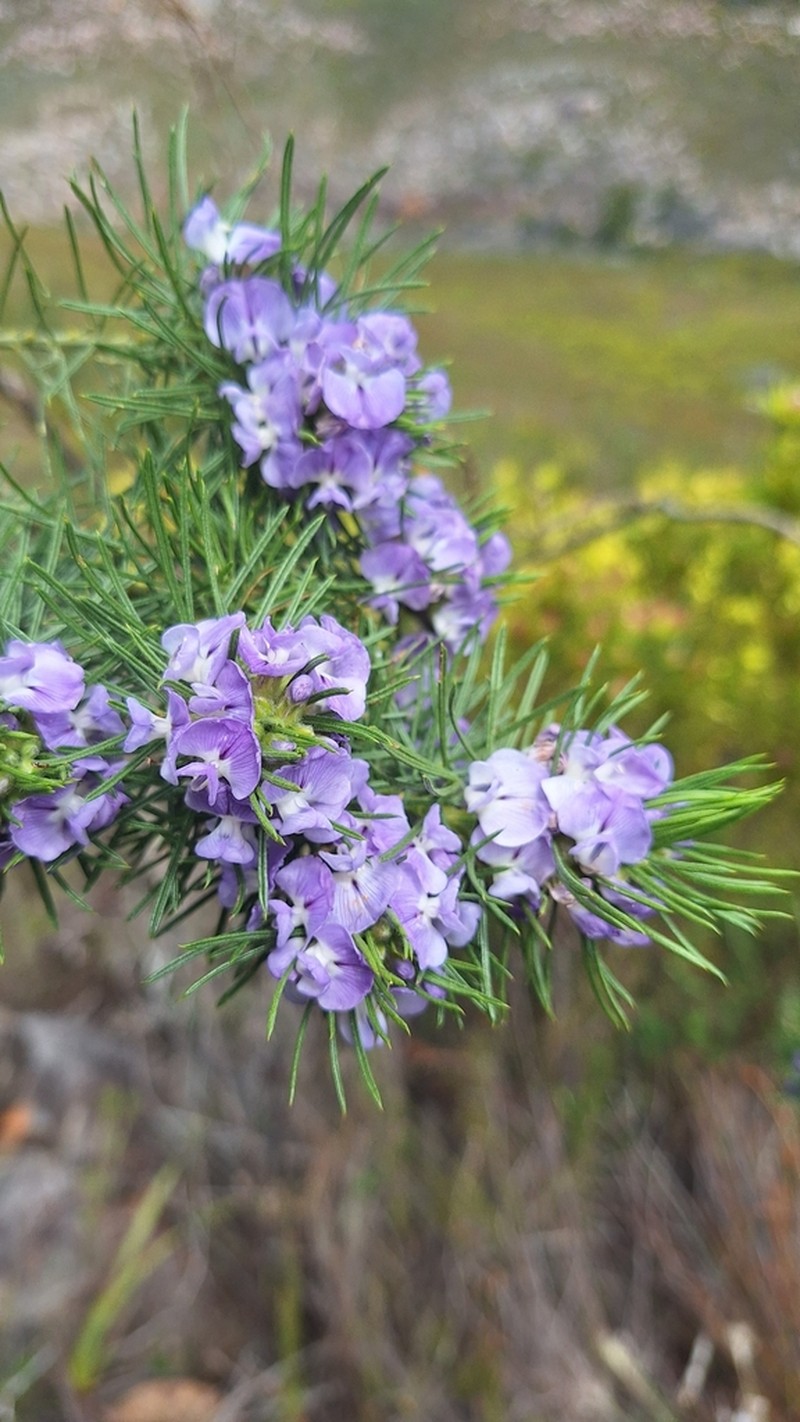 Psoralea brilliantissima photo 5
