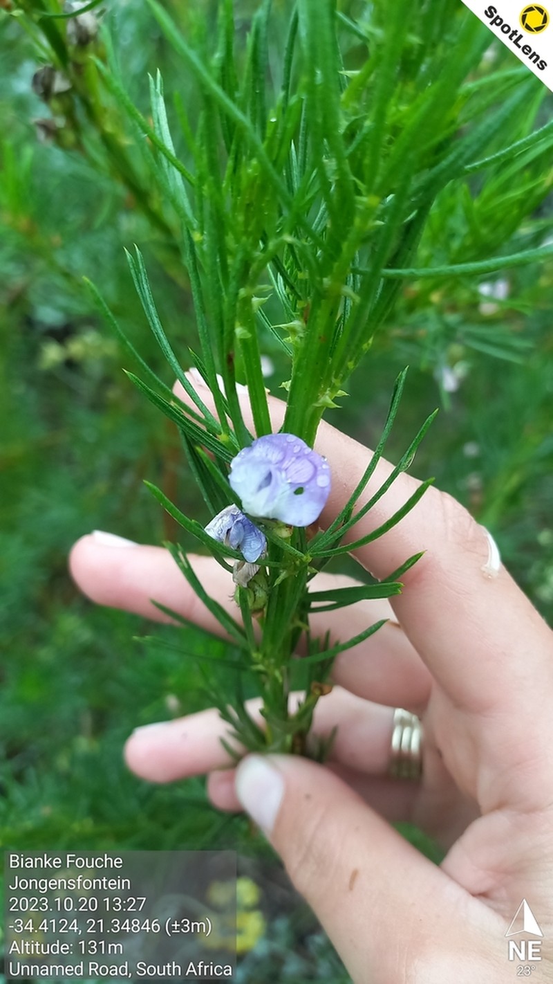 Psoralea brilliantissima photo 6