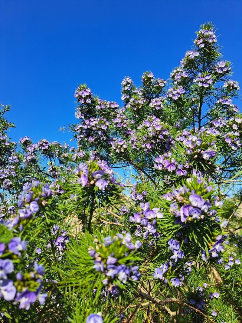 Psoralea brilliantissima photo 8