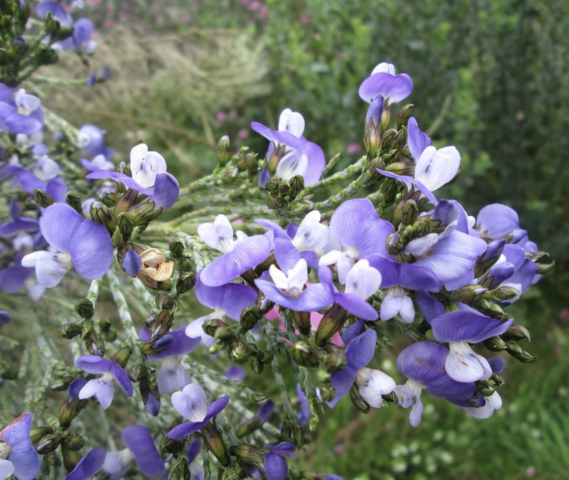 Psoralea congesta