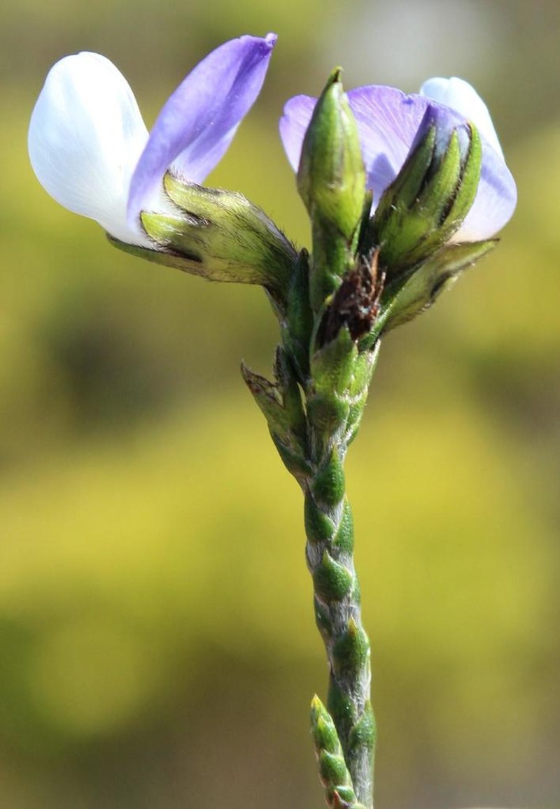 Psoralea congesta photo 2