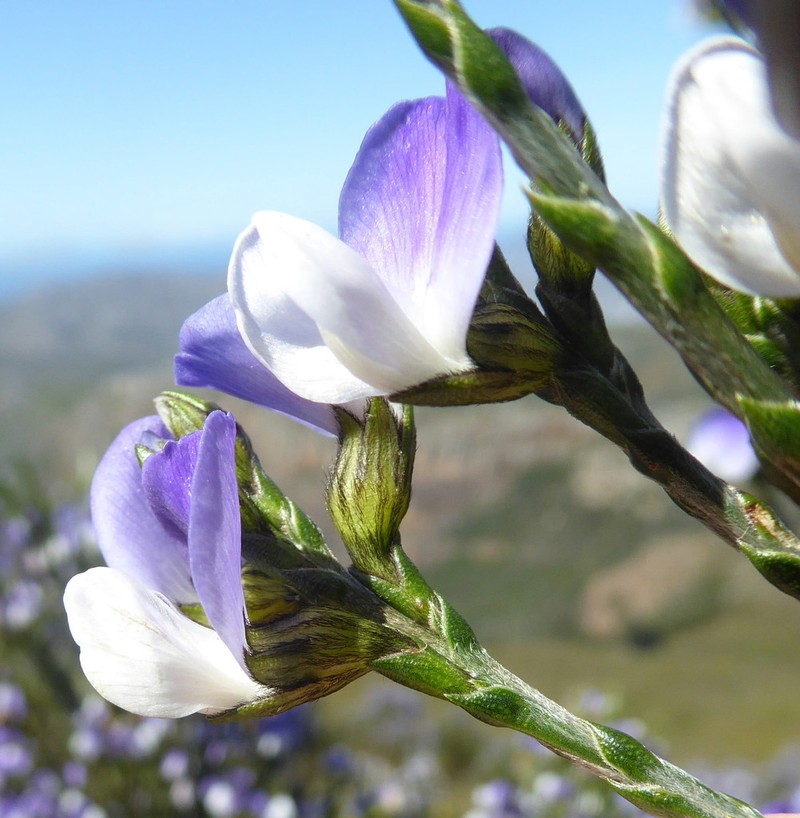 Psoralea congesta photo 3