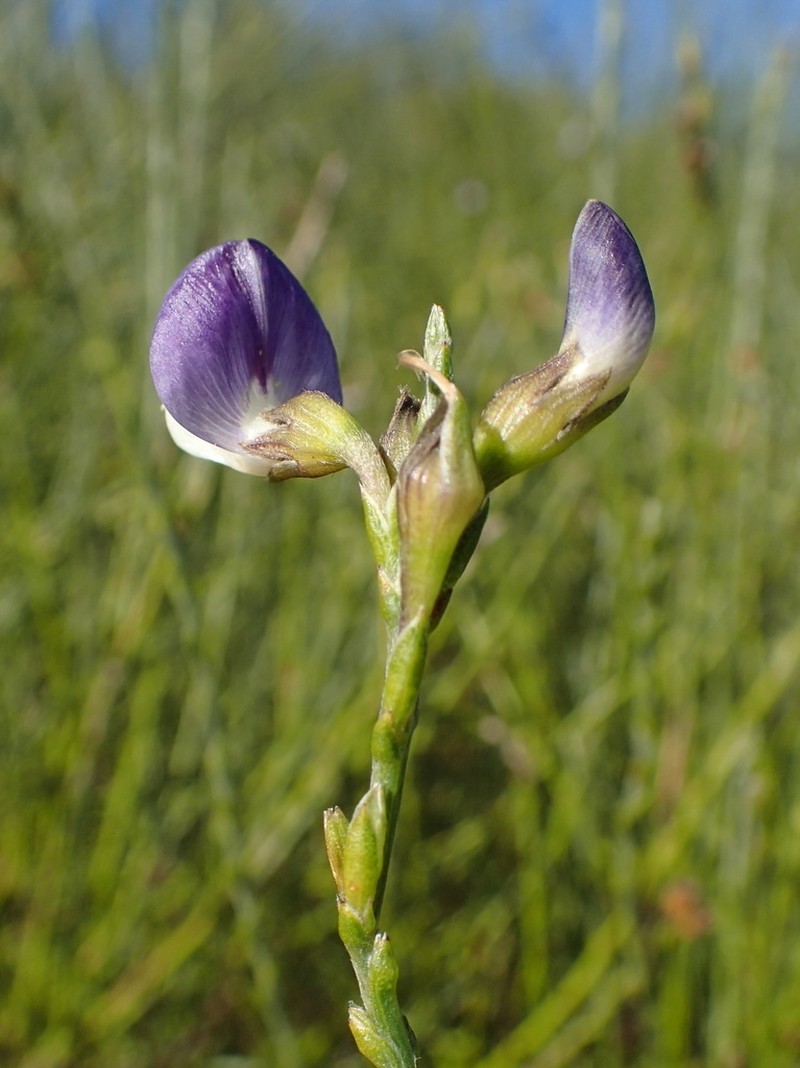 Psoralea congesta photo 4