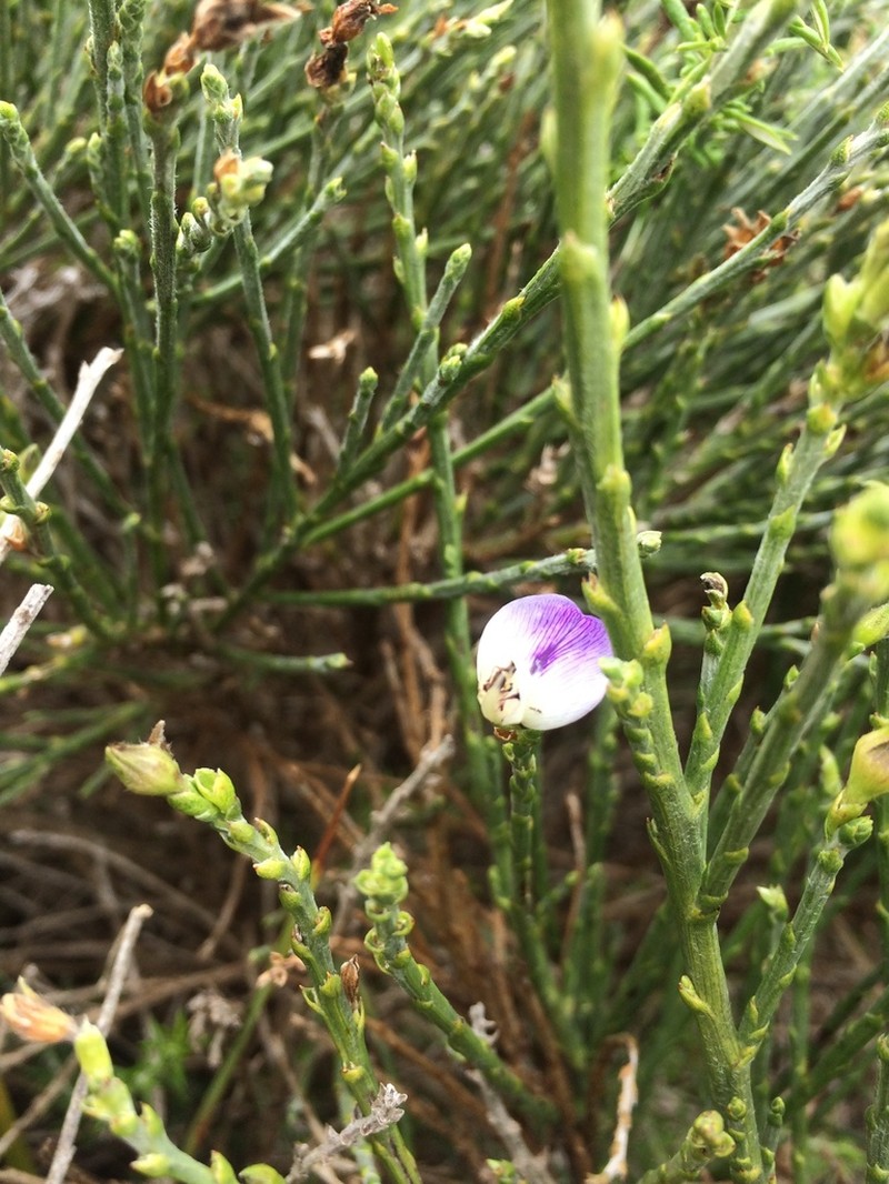 Psoralea congesta photo 5