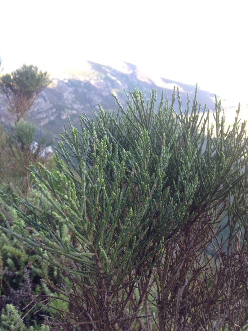 Psoralea congesta photo 6