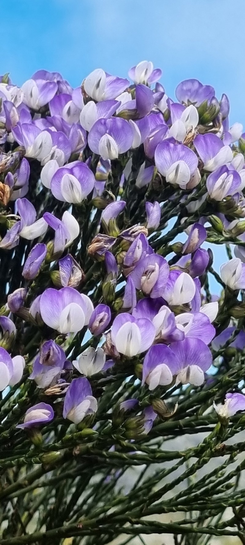 Psoralea congesta photo 7