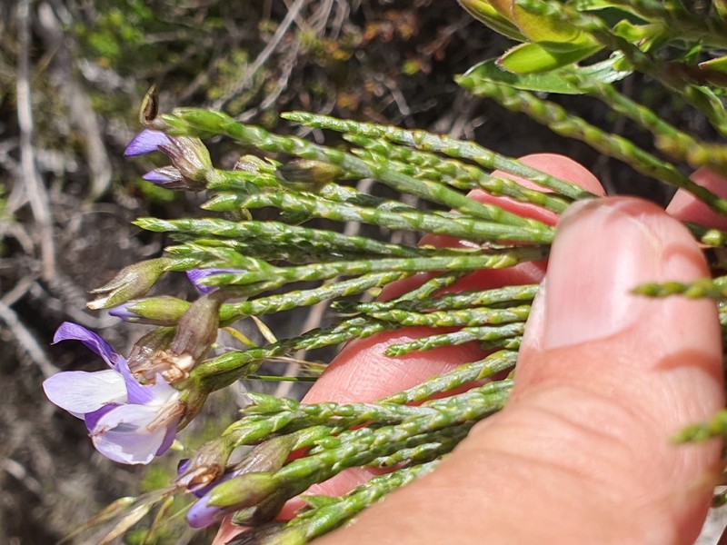 Psoralea congesta photo 8
