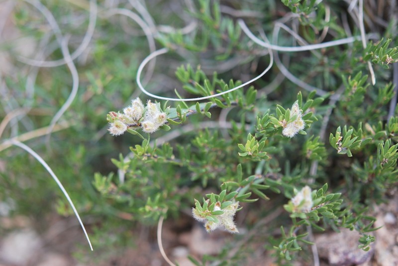 Psoralea curtisiae photo 2