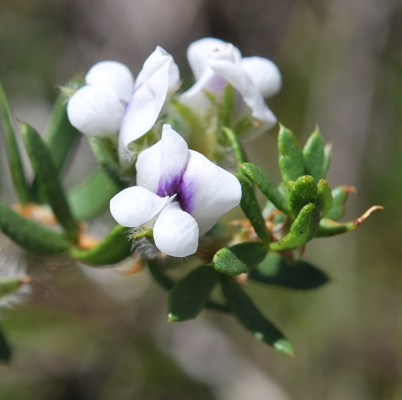 Psoralea curtisiae photo 3