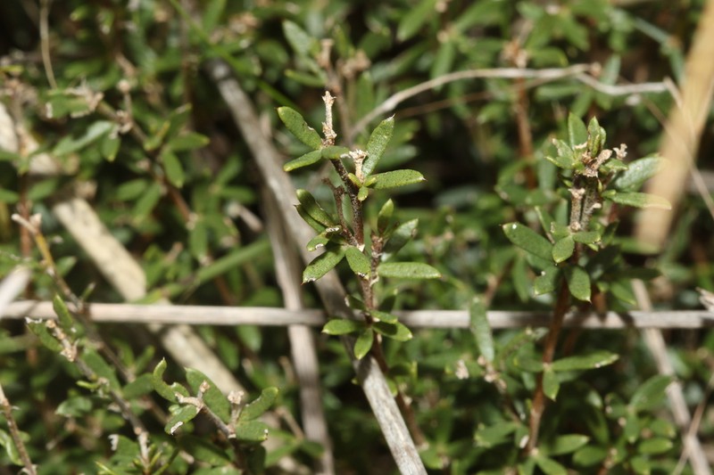 Psoralea curtisiae photo 4