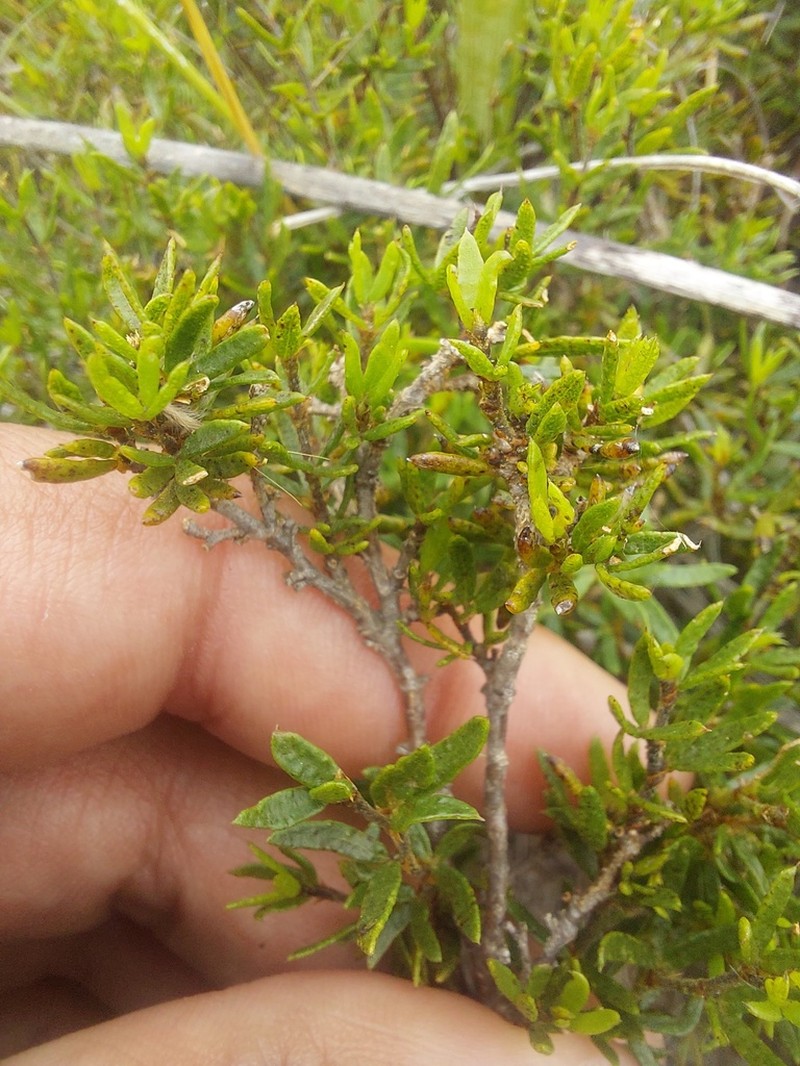Psoralea curtisiae photo 6