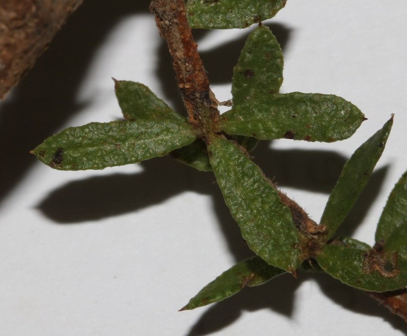 Psoralea curtisiae photo 7