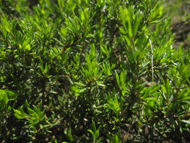 Psoralea curtisiae photo 8