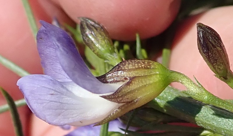 Psoralea diturnerae