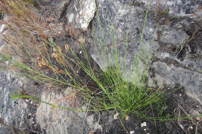 Psoralea diturnerae photo 2