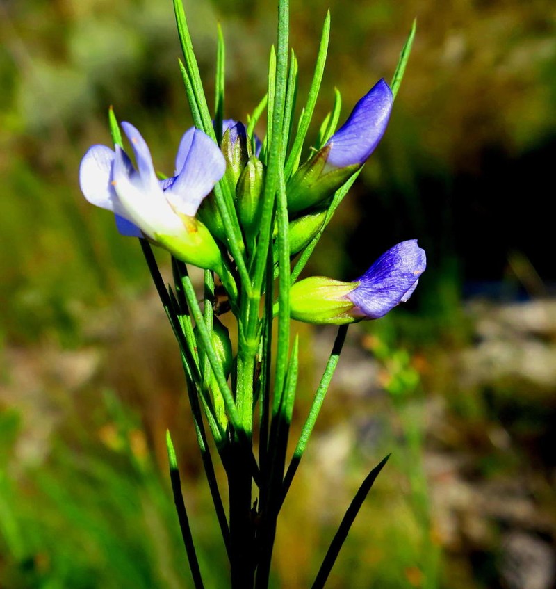 Psoralea diturnerae photo 3