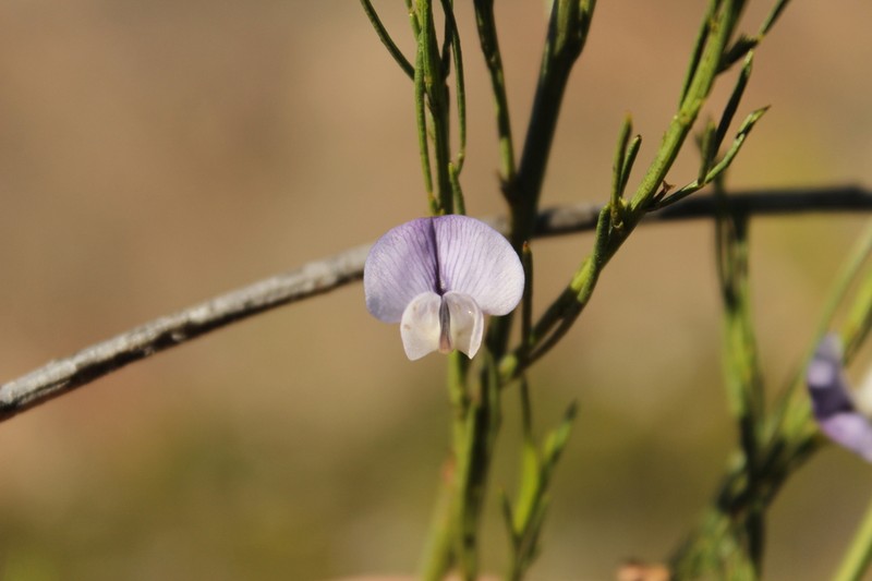 Psoralea diturnerae photo 4