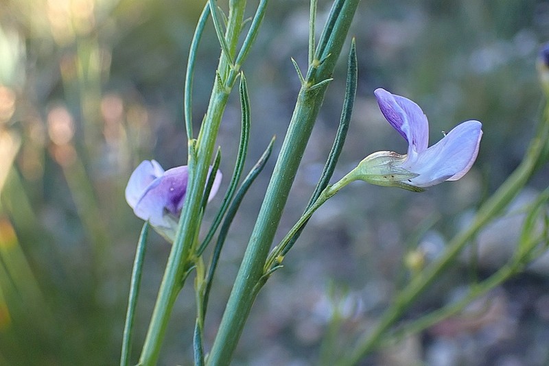 Psoralea diturnerae photo 5