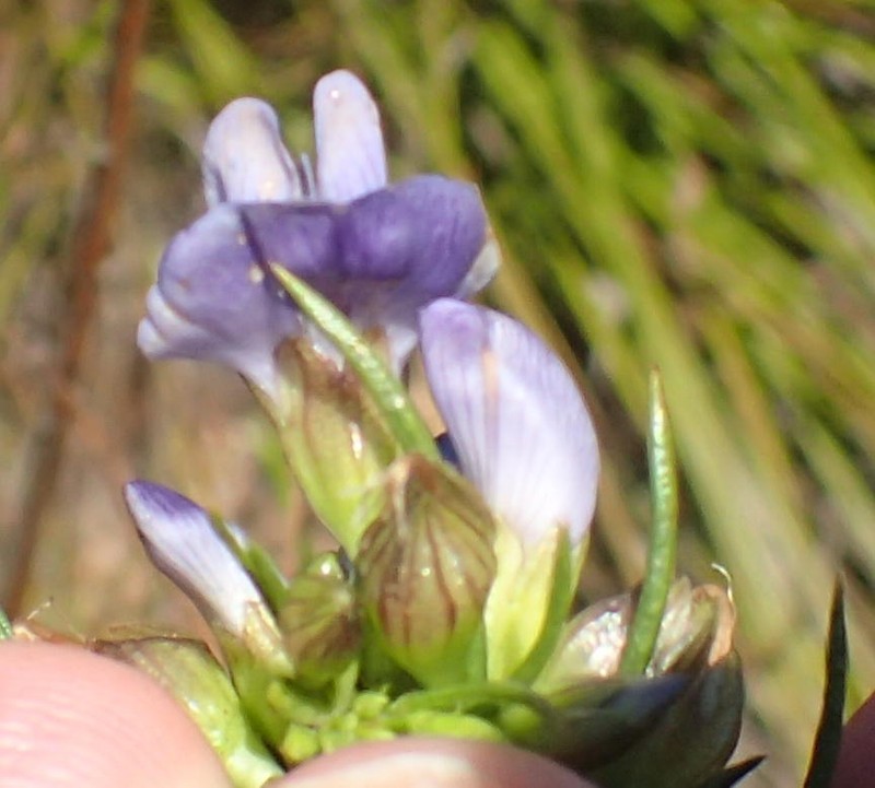 Psoralea diturnerae photo 6
