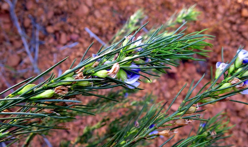 Psoralea diturnerae photo 7