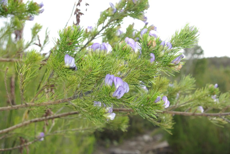 Psoralea diturnerae photo 8