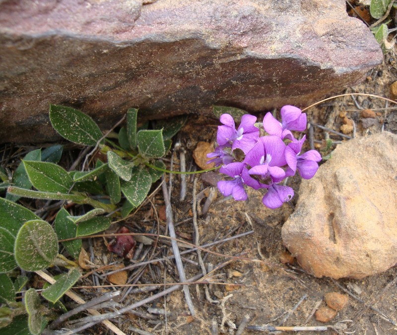 Psoralea dreweae photo 2