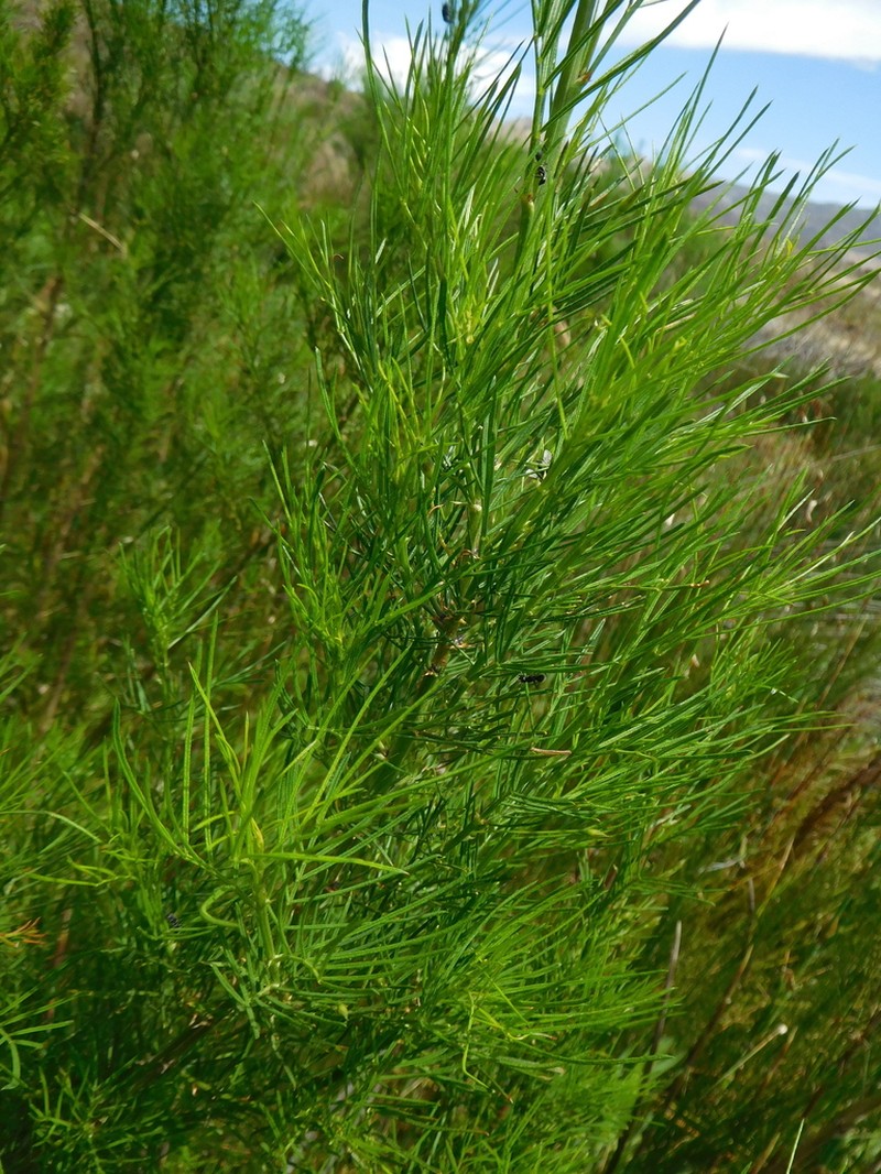 Psoralea elegans photo 2