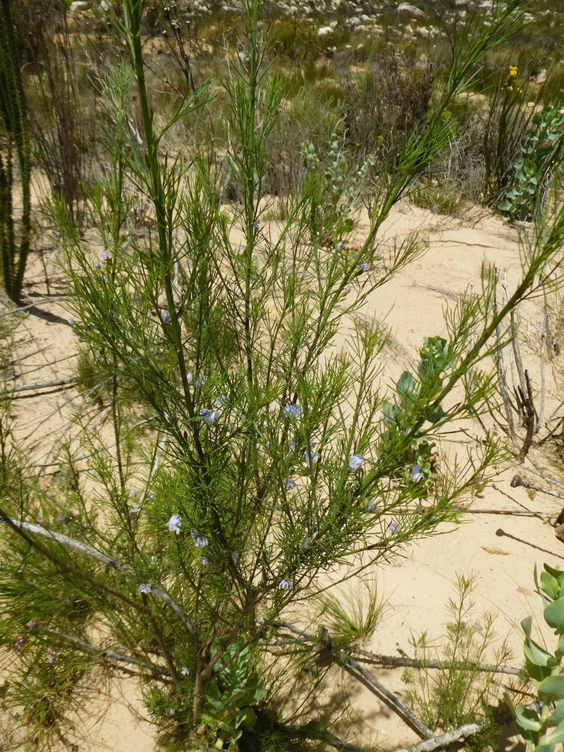 Psoralea elegans photo 3