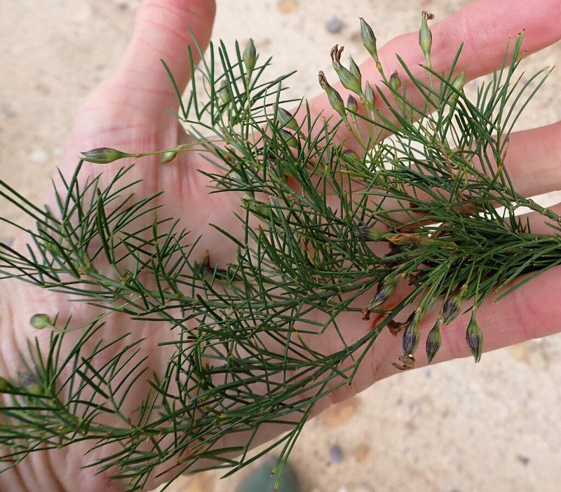 Psoralea elegans photo 4