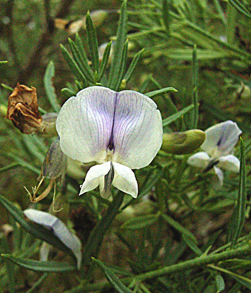 Psoralea elegans photo 5