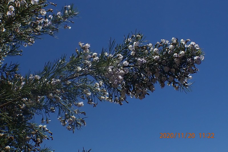 Psoralea elegans photo 7
