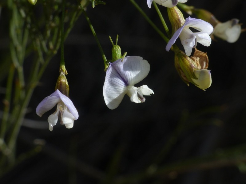 Psoralea elegans photo 8